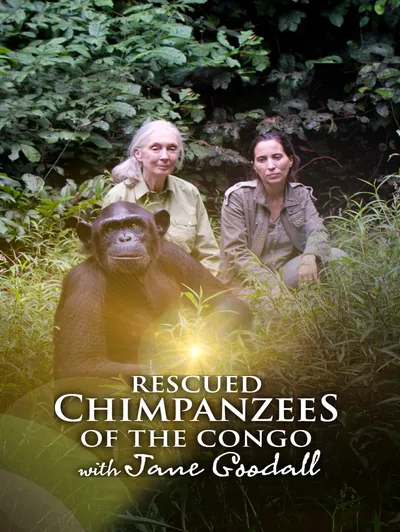 Rescued Chimpanzees of the Congo with Jane Goodall