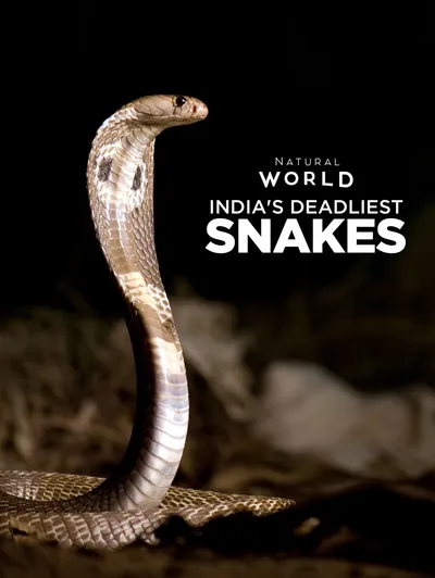 Natural World: India's Deadliest Snakes
