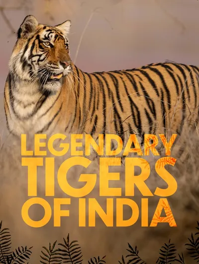 Legendary Tigers of India
