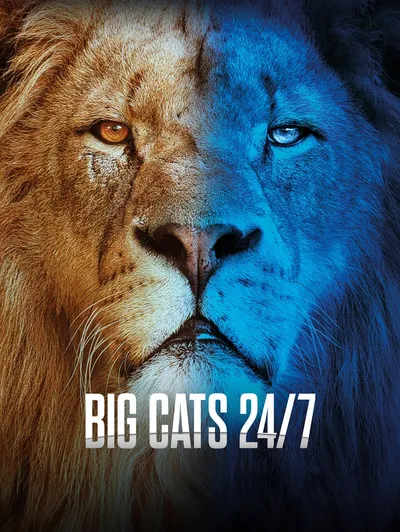 Big Cats 24/7