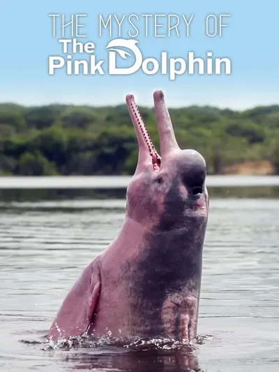 The Mystery Of The Pink Dolphin