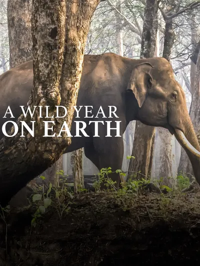 A Wild Year On Earth