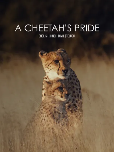 A Cheetah's Pride