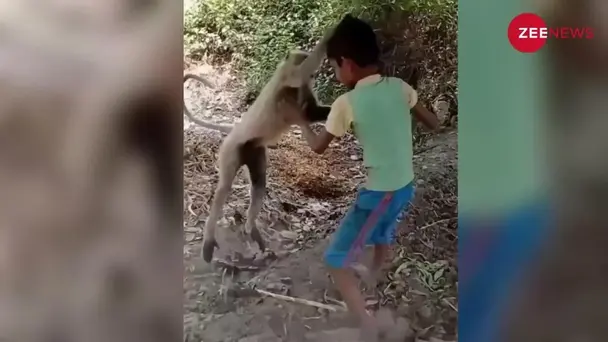 Child Fight With Langoor, Video goes Viral
