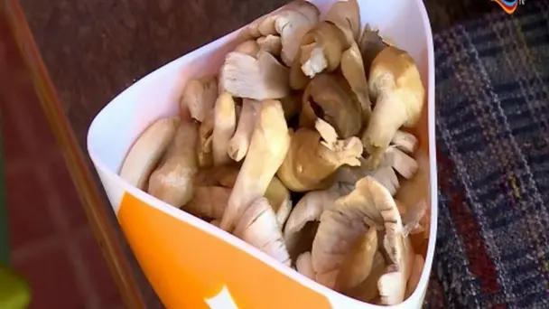 Puntu Nana Nka Petajatra - Episode 44 - September 17, 2017 - Full Episode