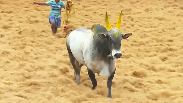 Highlights from Palamedu- Day 2- Clip 9