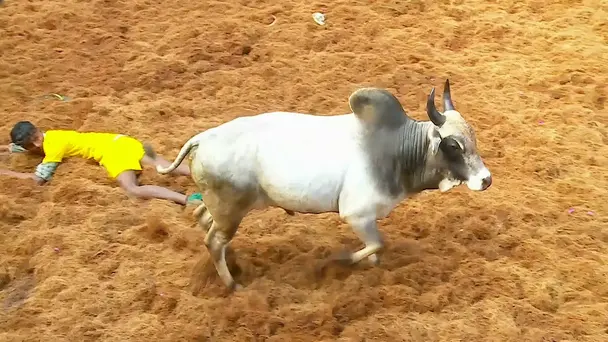 Highlights from Alanganallur- Day 3- Clip 1