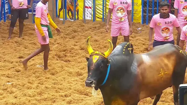 Highlights from Alanganallur- Day 3- Clip 3