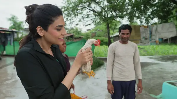 The Girls Learn to Catch Chickens