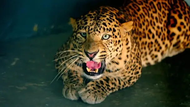 Rannvijay Visits Gir National Park