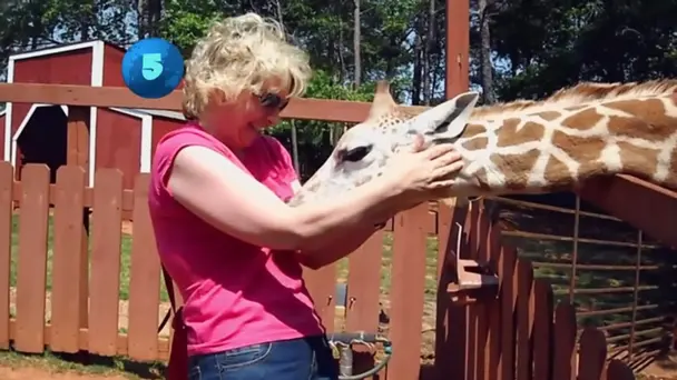 Top 10 Funny Animal Videos