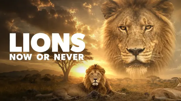 Lions Now Or Never