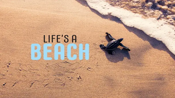 Life’s a Beach