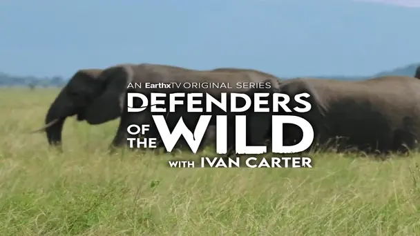 Elephants: Land of Tusks