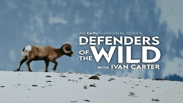 Bighorn Sheep: Banging Heads!