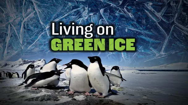 Living on Green Ice