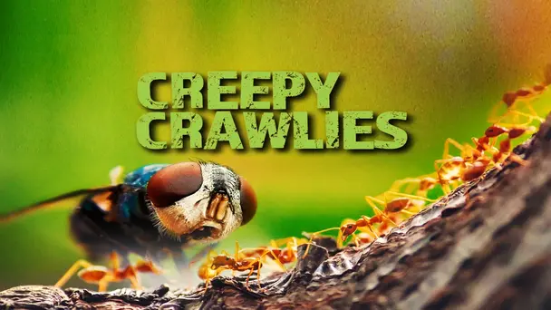 Creepy Crawlies