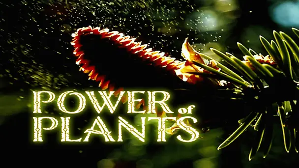 Power of Plants