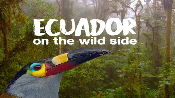 Ecuador: On the Wild Side