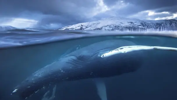 Blue Planet II S2 E1