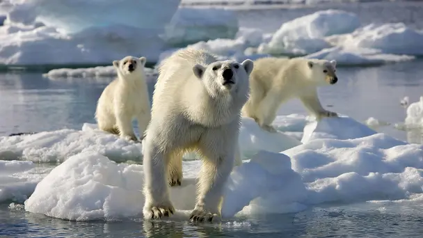 Frozen Planet II S2 E3