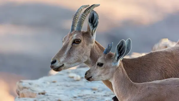 Andy's Baby Animals S1 E2