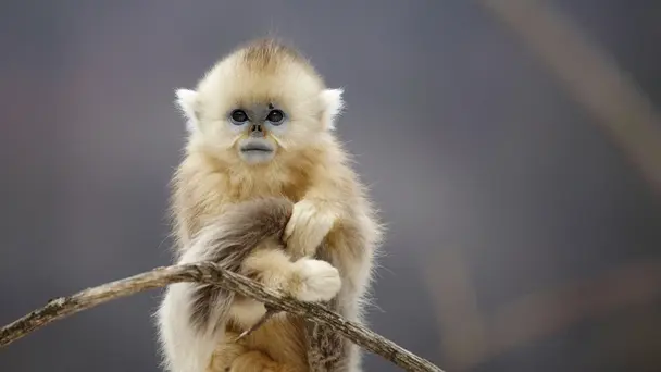 Seven Worlds, One Planet S1 E2