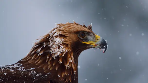 Planet Earth S2 E2