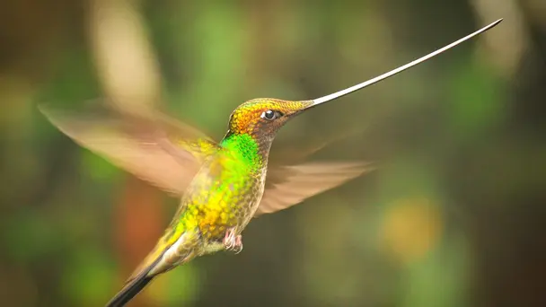 Planet Earth S2 E3