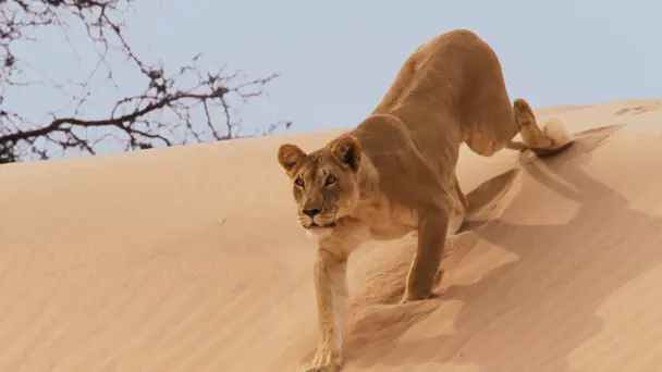 Planet Earth S2 E4