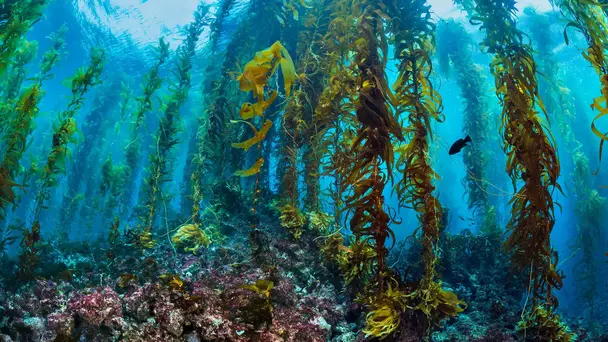 Planet Earth III S3 E2