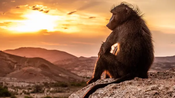 Planet Earth III S3 E3