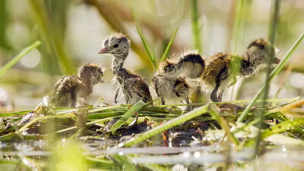 Planet Earth III S3 E4