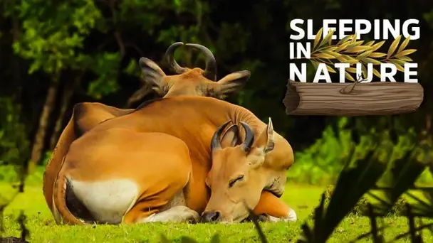 Sleeping in Nature