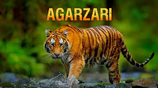 Agarzari