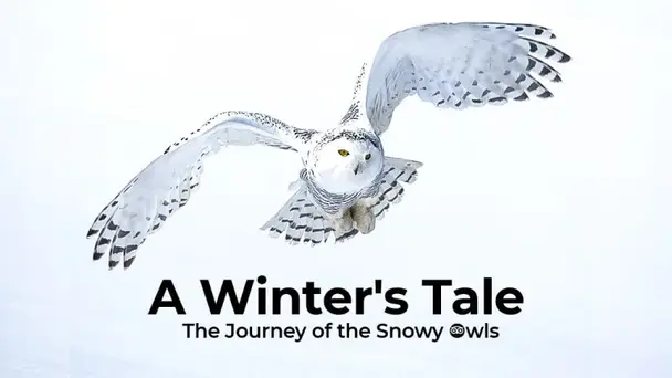 A Winter's Tale - The Journey of the Snowy Owls