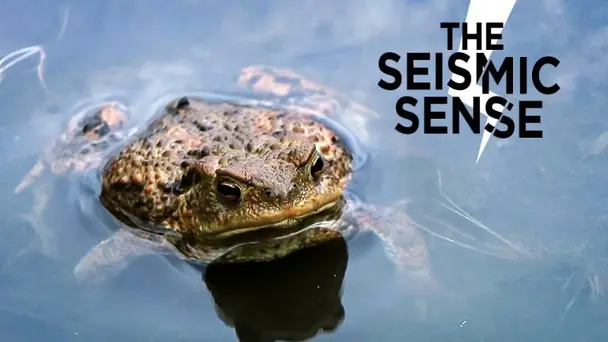The Seismic Sense