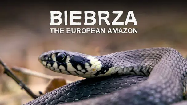 Biebrza: The European Amazon