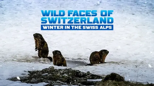 Wild Faces Of Switzerland Winter In The Swiss Alps