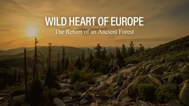 WILD HEART OF EUROPE The Return of an Ancient Forest