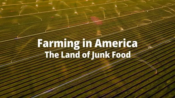 Farming in America The Land of Junk Food