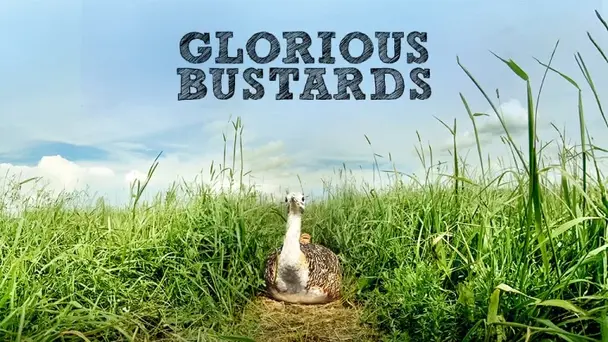 GLORIOUS BUSTARDS