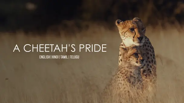 A Cheetah's Pride