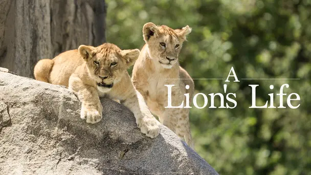 A Lion's Life