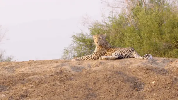 A Leopard's Last Stand