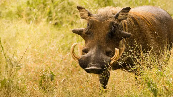 The Three Little Warthogs