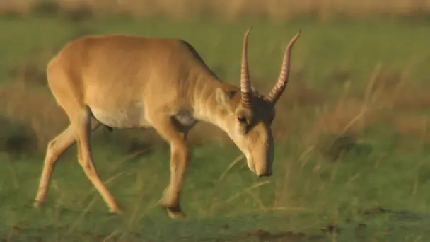 Antelope: Unsung Heroes
