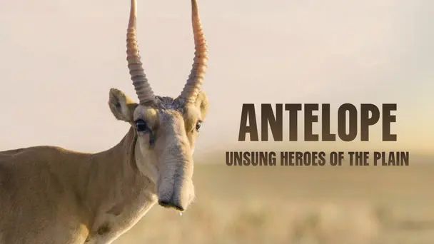 Antelope: Unsung Heroes Of The Plain
