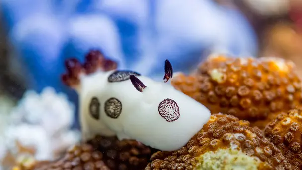 Beneath the Waves