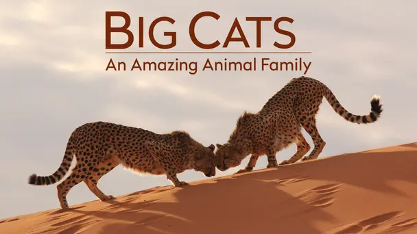 Big Cats: An Amazing Animal Family